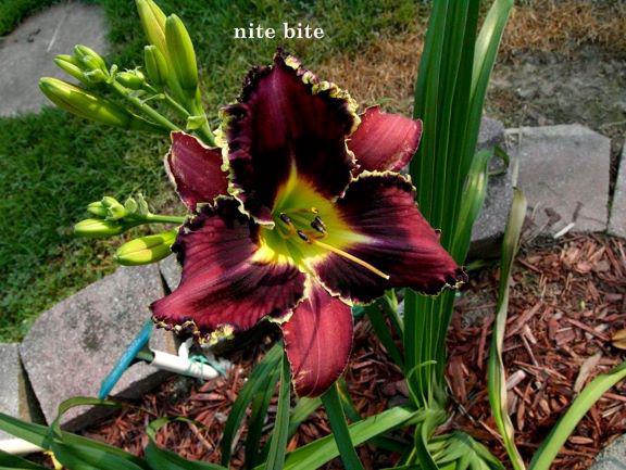 nite bite 1